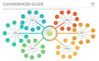 Kannabinoid Kılavuzu yatay iş infografik