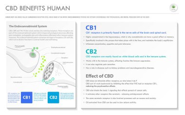 Cbd İnsan Yatay İş Bilgilerine Yararlı