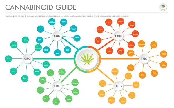 Cannabinoid Guide pozioma Infografika biznesowa — Wektor stockowy