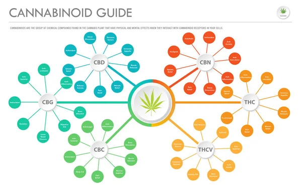 Guia de canabinóides infográfico de negócios horizontal —  Vetores de Stock