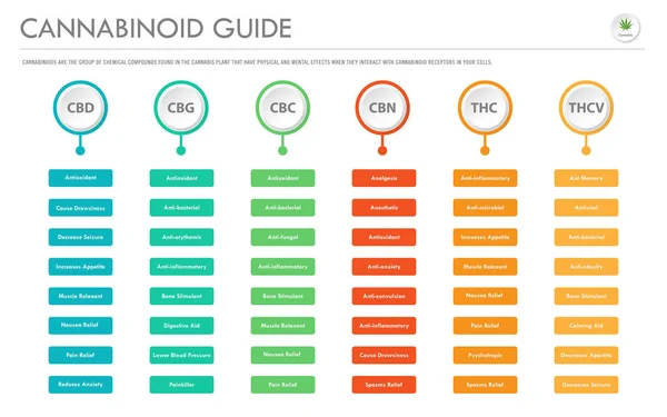 Cannabinoid Guide infografía horizontal de negocios — Archivo Imágenes Vectoriales