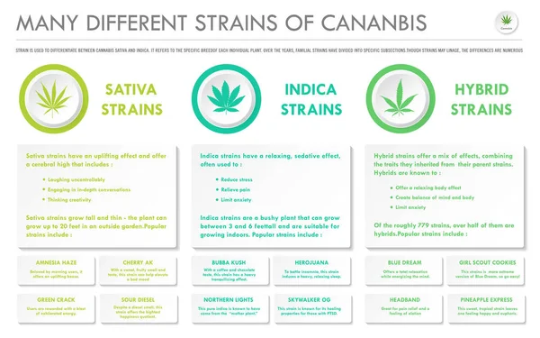 Nombreuses souches différentes de cannabis infographie commerciale horizontale — Image vectorielle