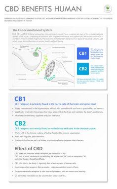 Cbd İnsan dikey iş bilgisinden yararlanır