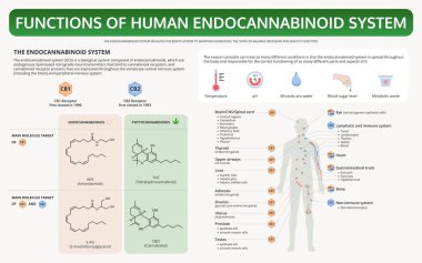 Insan Endocannabinoid Sistemi yatay ders kitabı bilgisinin işlevleri