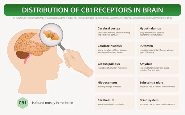 Distribuzione di recettori CB1 nell'infografica orizzontale dei libri di testo Brain — Vettoriale Stock