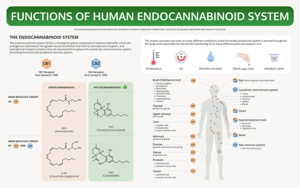 Funktionen des menschlichen Endocannabinoidsystems horizontale Lehrbuchinfografik — Stockvektor