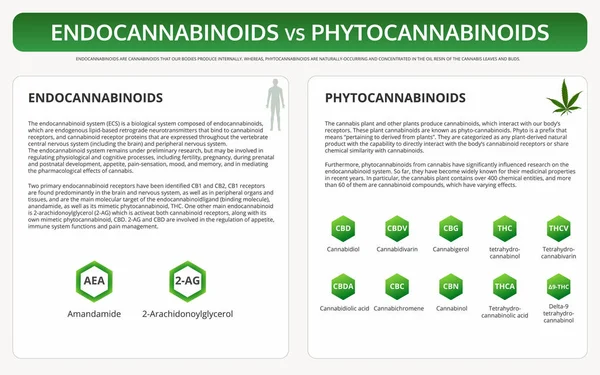 Endocannabinoide gegen Phytocannabinoide - horizontale Lehrbuchinfografik — Stockvektor