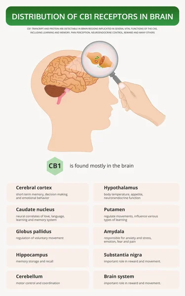 Verteilung der Cb1-Rezeptoren im Gehirn vertikale Lehrbuch-Infografik — Stockvektor