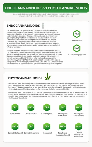 Endocannabinoides vs Phytocannabinoids libro de texto vertical infografía — Vector de stock