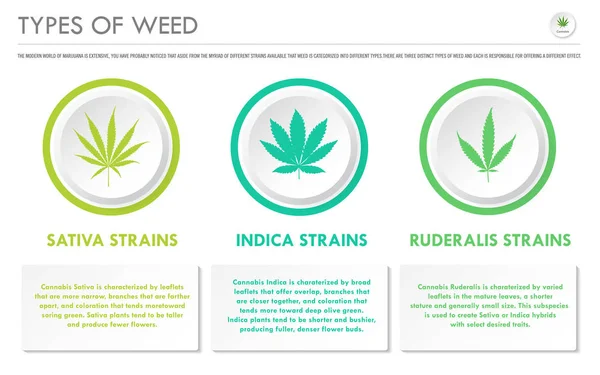 Types of Weed horizontal business infographic — Stock Vector