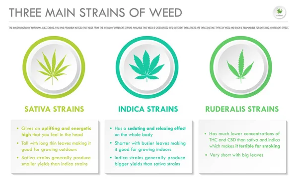 Three Main Strains of Weed horizontal business infographic — Stock Vector