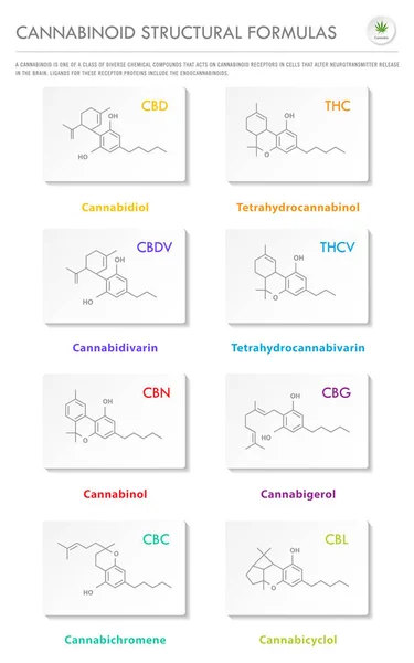 Cannabinoid Structural Formulas verticale business infographic — Vettoriale Stock