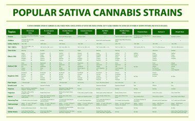 Popüler Sativa Esrar Türleri yatay bilgi grafiği