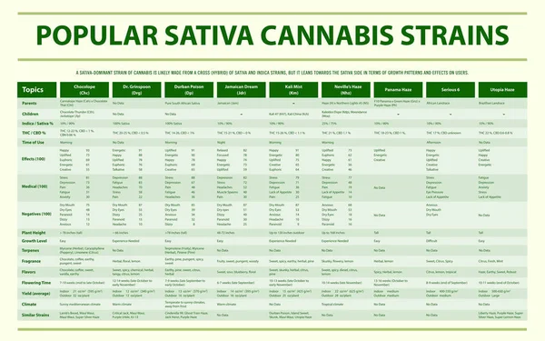 Popular Sativa Cannabis Strains horizontal infographic — Stock Vector