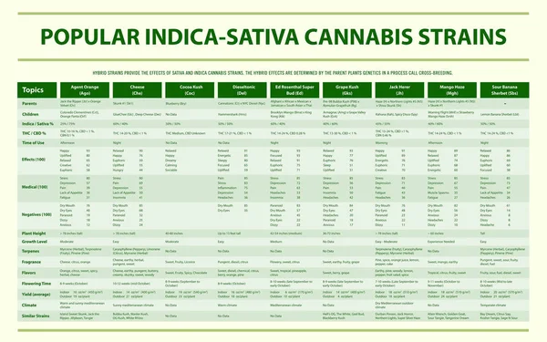 Popular Indica Sativa Cannabis Strains horizontal infographic Co — Stock Vector