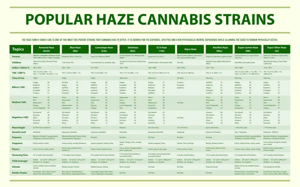 Infografica orizzontale dei ceppi popolari Haze Cannabis — Vettoriale Stock