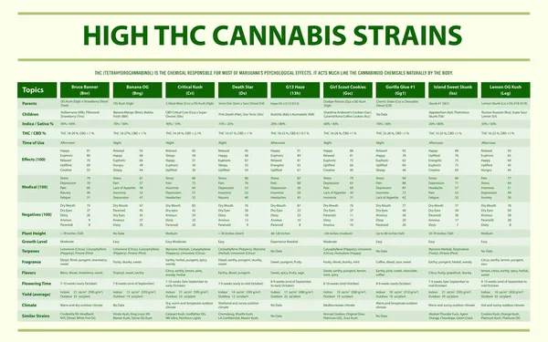 Alta THC Cannabis Strains infográfico horizontal Completo —  Vetores de Stock