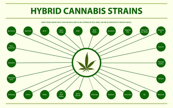 Hybrid-Cannabissorten belasten horizontale Infografik — Stockvektor
