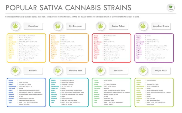 Infografica commerciale orizzontale popolare Sativa Cannabis Strains — Vettoriale Stock