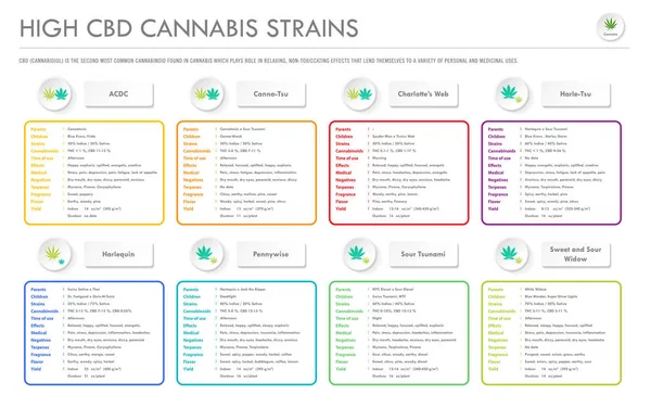 High CBD Cannabis horizontal business infographic — Stock Vector
