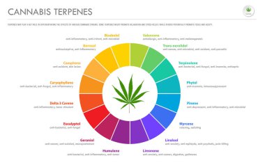 Esrar Terpenes yatay iş bilgisi