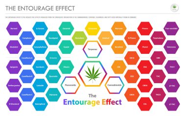 Entourage Efekti Yatay İş Bilgileri