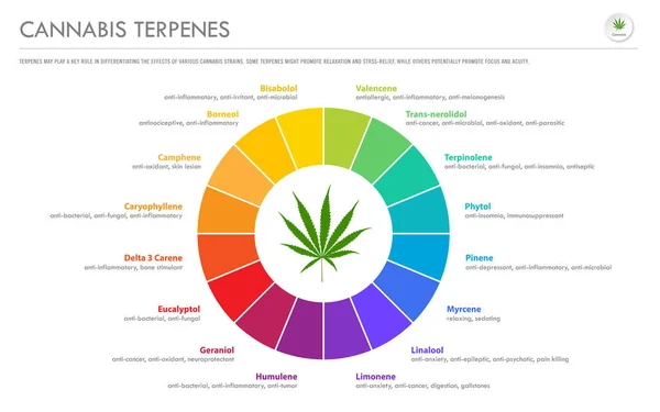 Cannabis Terpenes horizontal business infographic — Stock Vector