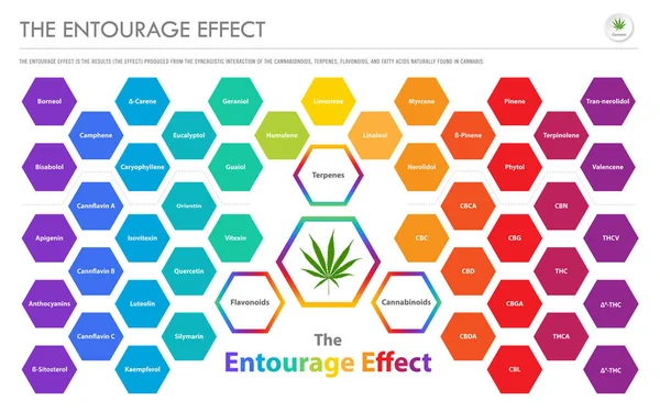 The Entourage Effect Przegląd horyzontalnych infografik biznesowych — Wektor stockowy