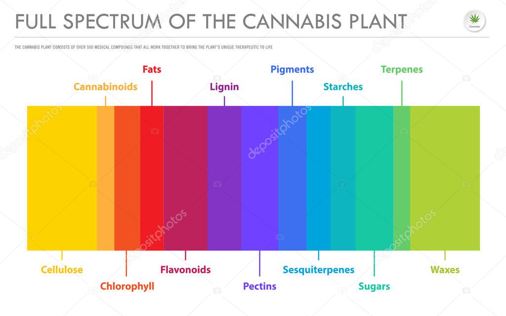 Full Spectrum of the Cannabis Plant horizontal business infograp