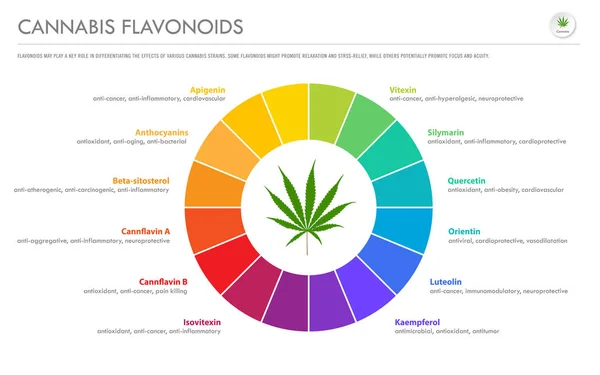 Cannabis Flavonoide horizontale Geschäftsinfografik — Stockvektor