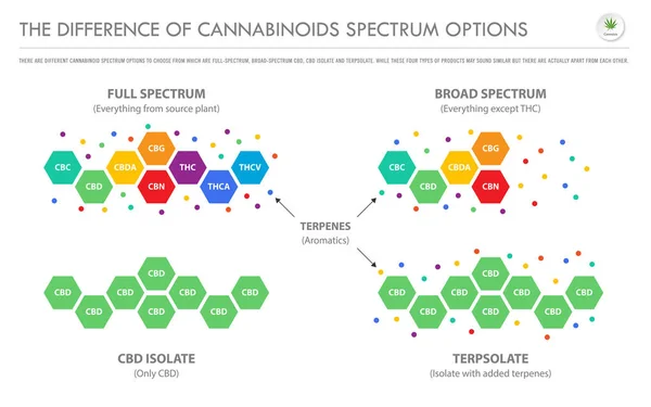 La différence entre les options de spectre des cannabinoïdes infographie commerciale horizontale — Image vectorielle