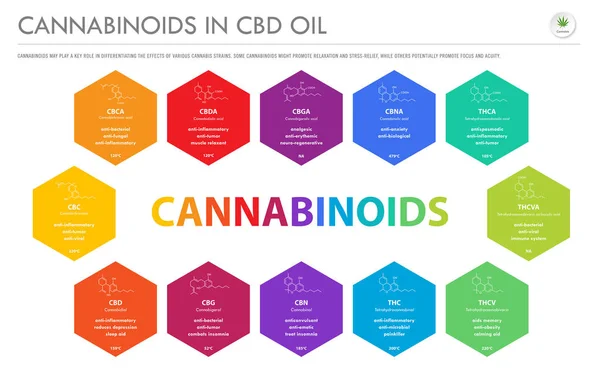 Cannabinoide in cbd-Öl mit Strukturformeln horizontale Geschäftsinfografik — Stockvektor
