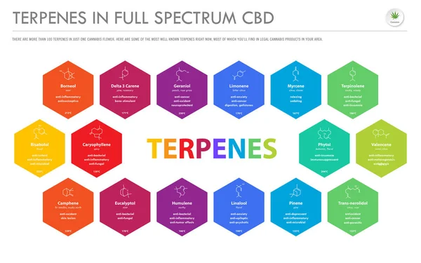 Terpenes in Full Spectrum Cbd with Structural Formulas horizontal business infographic — Wektor stockowy