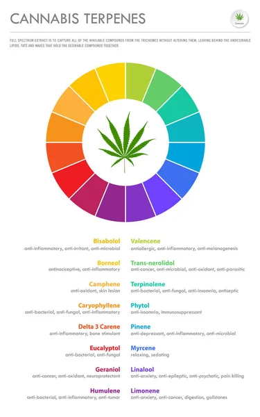 Cannabis Terpenes infográfico de negócios vertical —  Vetores de Stock