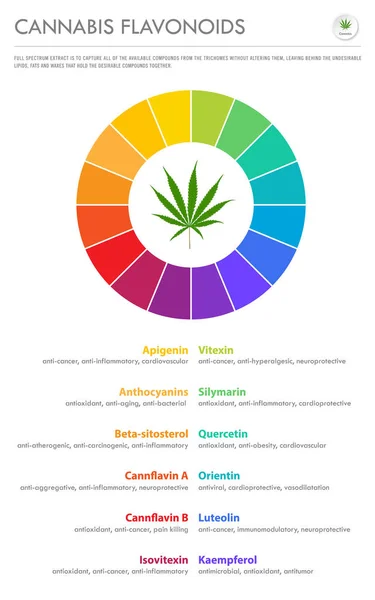 Cannabis Flavonoids vertical negocio infografía — Vector de stock