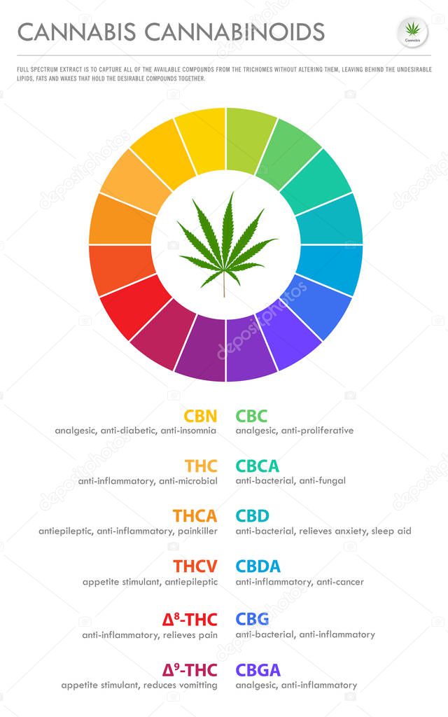 Cannabis Cannabinoids vertical business infographic