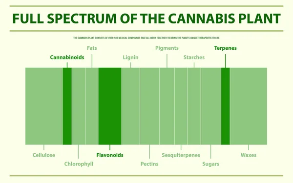 Spettro completo della pianta di cannabis infografica orizzontale — Vettoriale Stock