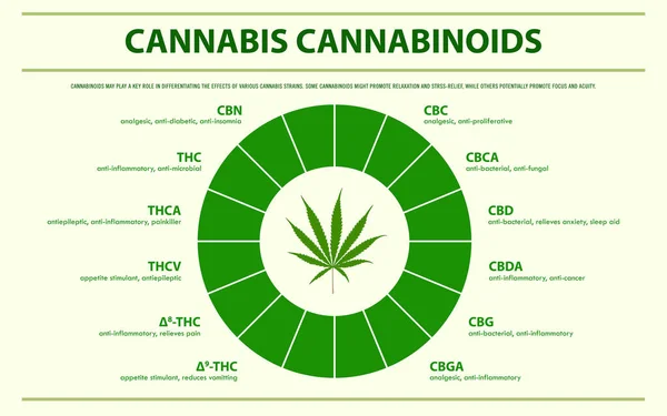 Cannabis-Cannabinoide horizontale Infografik — Stockvektor