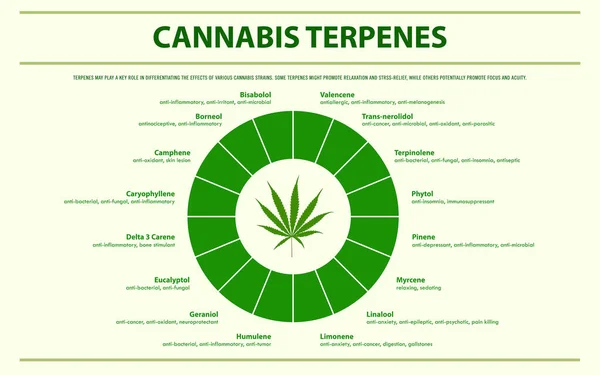 Cannabis Terpenes infográfico horizontal —  Vetores de Stock
