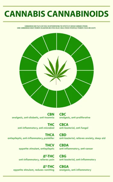 Cannabis Canabinóides Ilustração Infográfica Vertical Sobre Cannabis Como Fitoterápicos Medicina —  Vetores de Stock