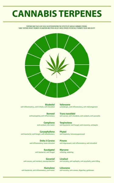 Cannabis Terpenes Ilustração Infográfica Vertical Sobre Cannabis Como Fitoterapia Alternativa —  Vetores de Stock