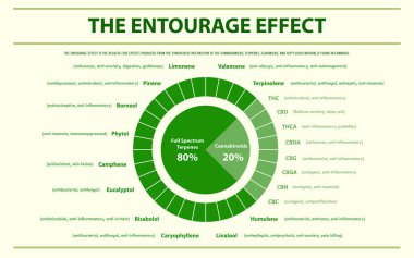 Entourage Etkisi Orantı yatay bilgi grafiksel illüstrasyonu bitkisel alternatif tıp ve kimyasal terapi, sağlık ve tıp bilimi vektörü olarak kenevir hakkında.