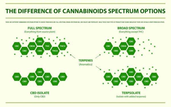 Der Unterschied Zwischen Cannabinoiden Spektrum Optionen Horizontale Infografische Illustration Über — Stockvektor