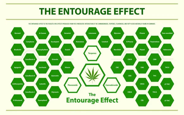 Entourage Effect Visão Geral Ilustração Infográfica Horizontal Sobre Cannabis Como —  Vetores de Stock