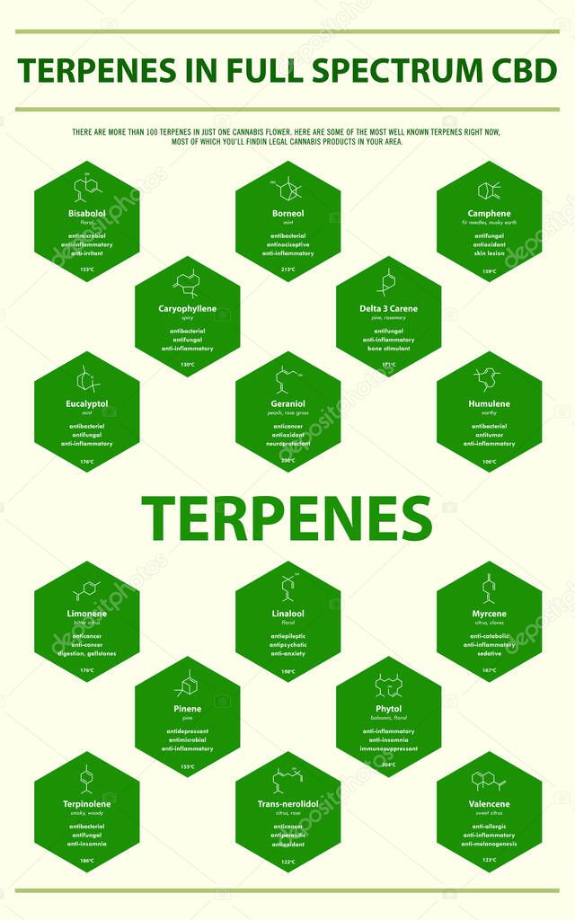 Terpenes in Full Spectrum CBD with Structural Formulas vertical infographic illustration about cannabis as herbal alternative medicine and chemical therapy, healthcare and medical science vector.