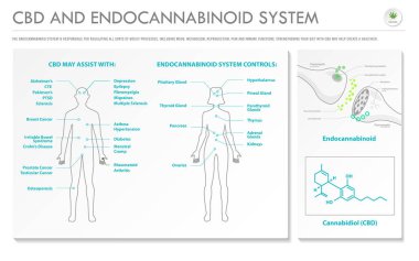 Cbd ve Endocannabinoid Sistemi yatay iş bilgileri esrar hakkında bitkisel alternatif tıp ve kimyasal terapi, sağlık ve tıbbi bilim vektörü olarak gösterim.