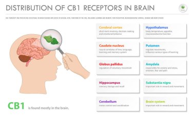 Cb1 Receptors in Brain yatay ticaret bilgi grafiksel illüstrasyonunda bitkisel alternatif tıp ve kimyasal terapi, sağlık ve tıbbi bilim vektörü olarak kenevir hakkında dağıtım.