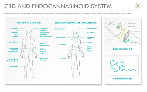 Cbd Endocannabinoid Sistemi Yatay Bilgileri Esrar Hakkında Bitkisel Alternatif Tıp — Stok Vektör