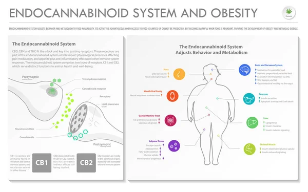 Endocannabinoidsystem Und Fettleibigkeit Horizontale Geschäftliche Infografische Illustration Über Cannabis Als — Stockvektor