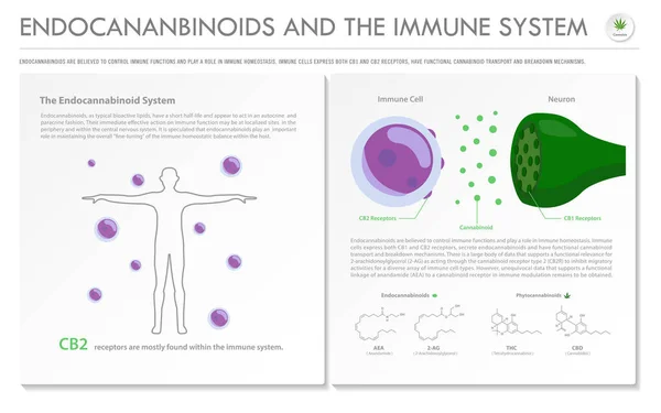 Endokanabinoidy Horyzontalny Biznesowy Infograficzny System Immunologiczny Przedstawiający Marihuanę Jako Alternatywną — Wektor stockowy